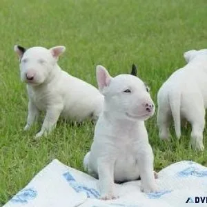 New Litter of Bull Terrier Puppies Available