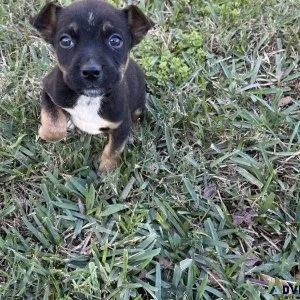 Dachshund mix miniature lab puppies