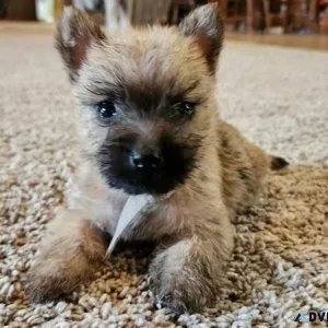 Loving Cairn Terrier Puppies girls and boys