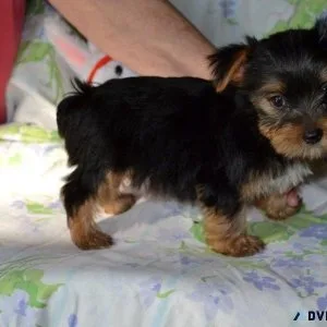 AKC reg. Yorkshire Terrier puppies  for sale