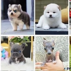Puppy Breeders Near Me  Pottyregisteredpuppi es.com