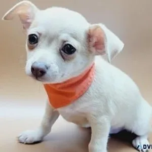 Apple Head Chihuahua puppies available