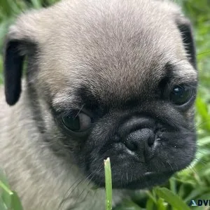 Pug puppies