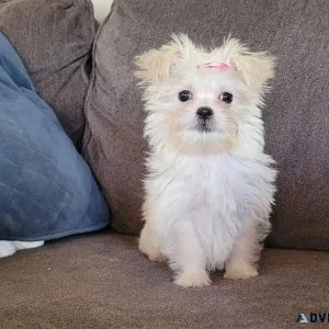 Well Socialized Morkie Puppies