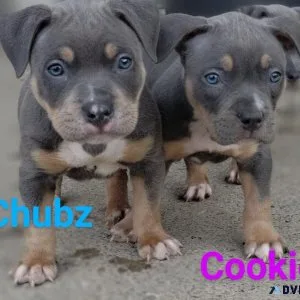 American bully pup