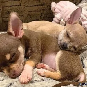 Chihuahua pups