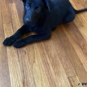 German shepherd puppy for sale