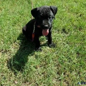 Well Trained Cane Corso puppies  Ready