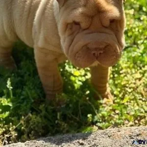 Gorgeous Chinese Shar-Pei Puppies