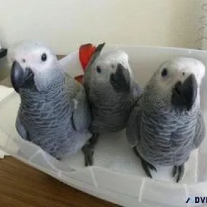 Hand-reared African Grey Parrots available now