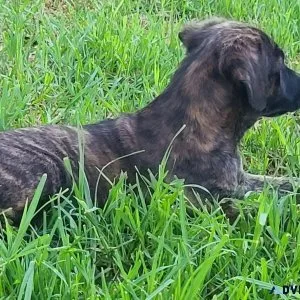 Golden Retriever Mix Puppies Need To Be Re-Homed