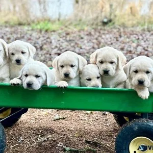 English Lab Puppies