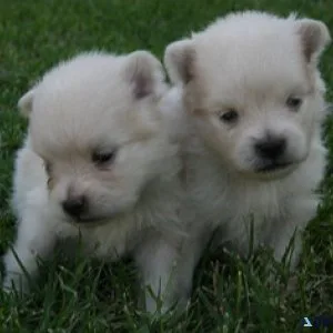 Teacup pure white Pomeranian puppies