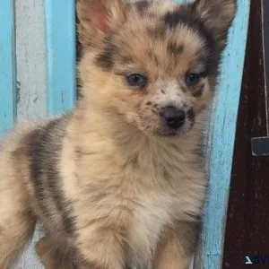 CKC Pomsky Puppies For Sale