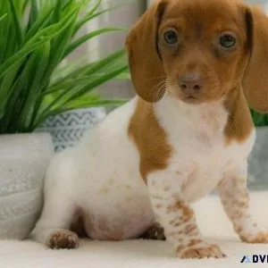 AKC Dachshund Puppies Available