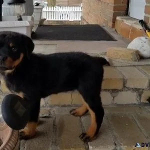 Healthy Rottweiler puppies for sale