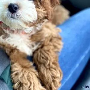 Cavapoo Puppies For Sale
