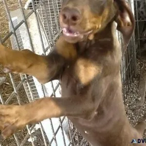 Well Socialized Doberman Pinscher Puppies