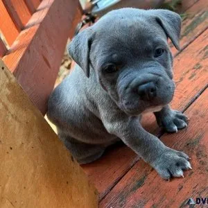 AKC American Pit Bull Terrier puppies ready