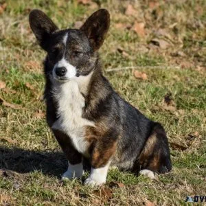 Gorgeous registered brindle female corgi