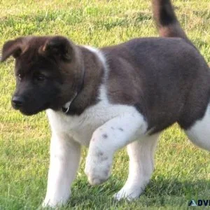 Well Socialized Akita puppies