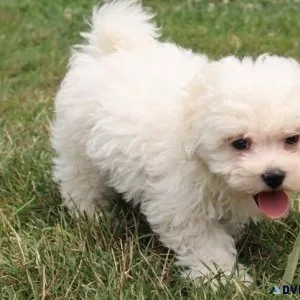 Ready Now AKC Bichon Frise puppies