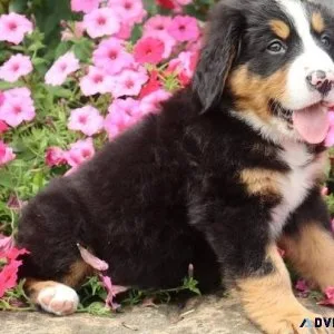 Gorgeous Bernese Mountain puppies