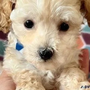Gorgeous Maltipoo puppies available