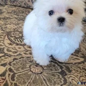 Awesome AKC Maltese puppies.