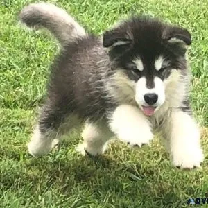 Healthy Alaskan Malamute puppies