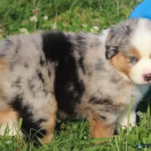 Ready Now Australian Shepherd puppies