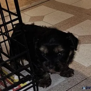 Female shorkie
