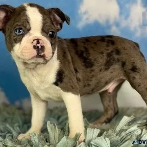 AKC Boston Terrier puppies