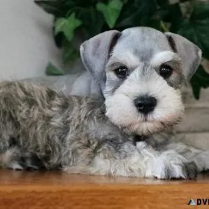 Home Raised AKC Miniature Schnauzer puppies