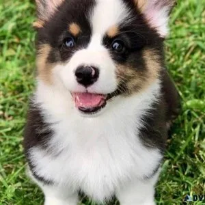 available welsh corgi for sale