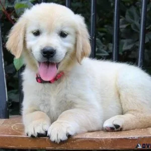 Very Intelligent Golden Retriever puppies for sale