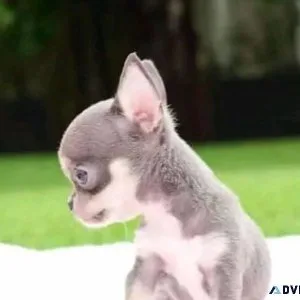 CHIHUAHUA PUPPY