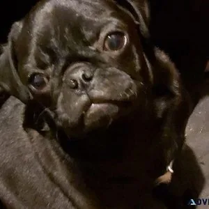 pug puppies