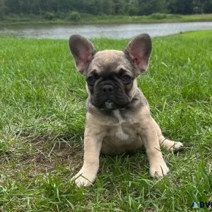 Adorable French Bulldog puppies