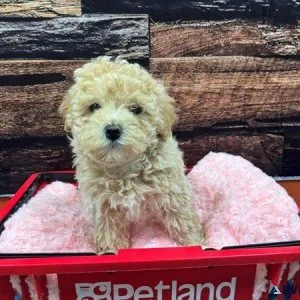 Teddybear face Maltipoo Puppies Ready to go now