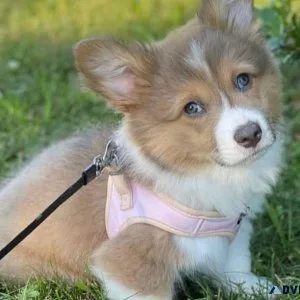 Pembroke welsh corgi Puppies for sale. one male and one female.