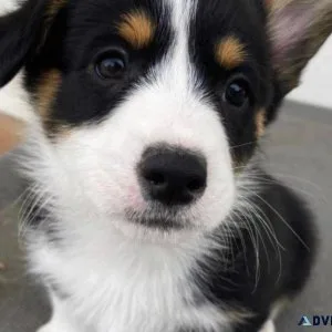 Pembroke welsh corgi pups available love playing