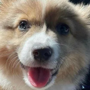 Pembroke Welsh Corgi Puppies