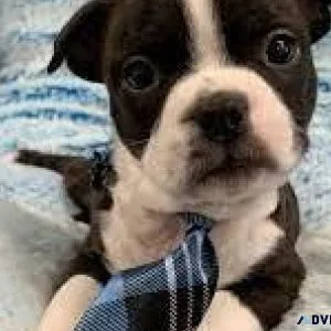 Little Boston terrier pups