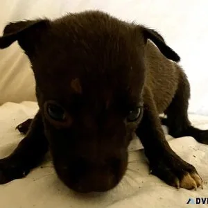 Pit bull puppies