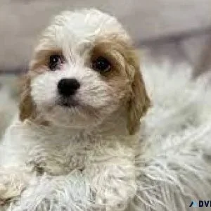 Cavachon AVAILABLE NOW