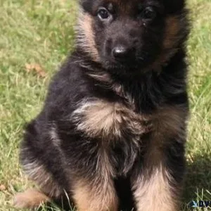 Very Intelligent German Shepherd puppies