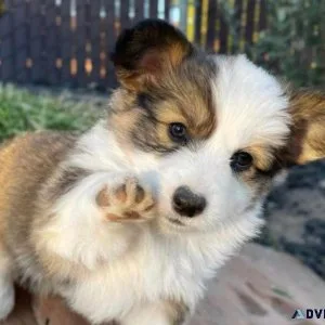 beautiful pembroke welsh corgi for sale