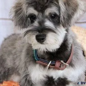 Well socialized Schnoodle puppies.