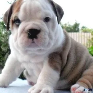 Well socialized Mini English Bulldog puppies